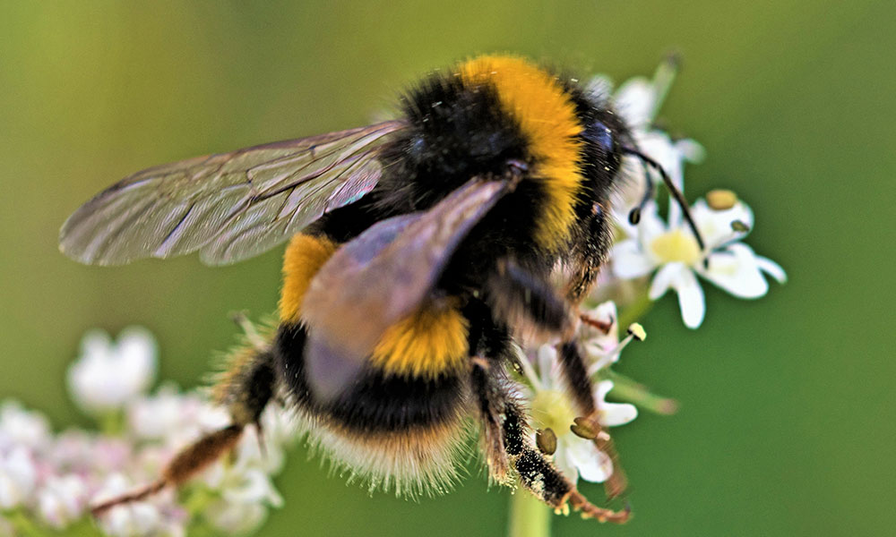 Types of British bees and how to identify them OS GetOutside